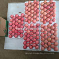 Vendez Yantai Red Red Fuji Apple